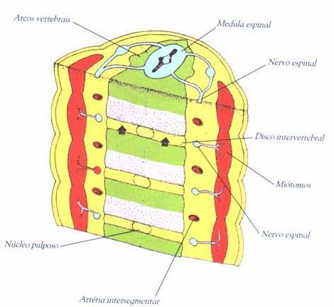 Os espaços entre os corpos vertebrais são preenchidos por células da porção cranial do corpo subjacente formando o anel fibroso ou annulus fibrosis.