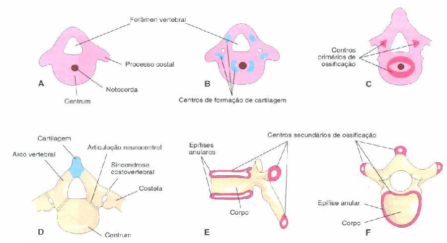 Na sexta semana do desenvolvimento humano surgem os centros de ossificação por ossificação endocondral partindo de seis centros de condrificação: do corpo vertebral, do