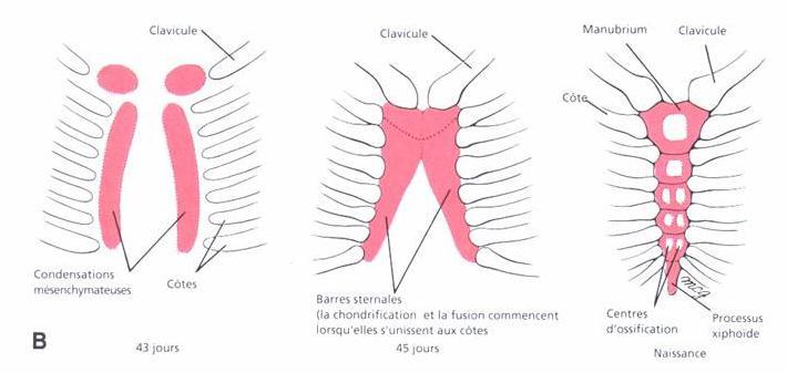 As cartilagens costais estão unidas diretamente à cartilagem hialina nas depressões localizadas nas bordas súperolaterais do manúbrio do esterno.