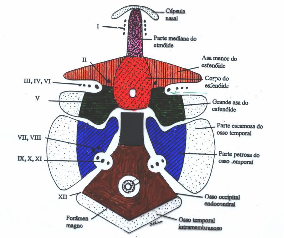 Figura 8. Imagens ilustrativas da formação do condrocrânio.