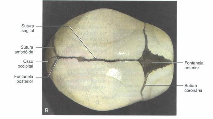 As fontanelas posterior e ânterolaterias desaparecem com o crescimento dos ossos circundantes, em prazo de dois a três meses após o nascimento, porém permanecem como suturas por vários anos.