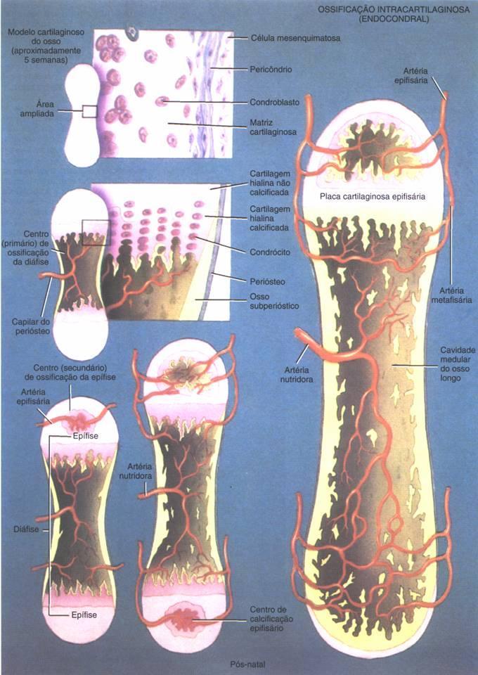 óssea e crescimento composto por conjuntos ordenados de proliferação, hipertrofia e mineralização dos condrócitos.