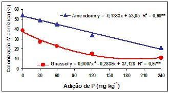FIGURA 4. Colonização micorrízica radicular do girassol e do amendoim em diferentes doses de adição de P. ** Indica significância do modelo a 1% de probabilidade pelo teste F. FIGURA 5.