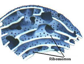 Funções do RETÍCULO ENDOPLASMÁTICO RUGOSO ou GRANULAR: - Aumentar a superfície interna da célula, o que amplia o campo de atividade das enzimas; - Facilitar o intercâmbio de substâncias entre a