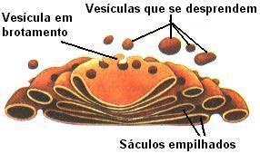 COMPLEXO DE GOLGI É um sistema de membranas lisas que formam vesículas e sáculos achatados, dispostos paralelamente um sobre o outro.