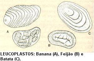 PLASTOS ou PLASTÍDEOS Órganóides típicos de células vegetais.