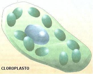 por acumular substâncias nutritivas. Ex: Amiloplastos reservam amido. Proteoplastos reservam proteínas.