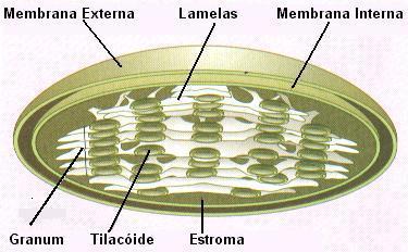 CLOROPLASTOS Os Cloroplastos são ricos em clorofila alfa(verdeazulada) e clorofila Beta (verde-amarelada). A maior quantidade de Cloroplastos são encontrados nas folhas dos vegetais.