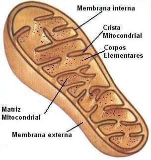 Cada Mitocôndria é constituída de: Membrana Envoltora dupla - Uma Membrana externa e outra interna. A Membrana interna é toda pregueada aumentando assim a sua superfície.