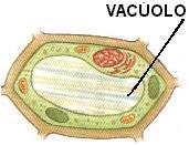 VACÚOLOS São organóides saculiformes ou vesiculares que contêm em seu interior metabólicos. Os Vacúolos são revestidos por uma membrana lipoprotéica denominada TONOPLASTO.