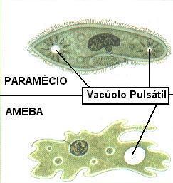 Vacúolos Pulsáteis ou Contráteis - Este tipo de vacúolo é encontrado nos Protozoários de água doce. Nesses organismos, o fluído citoplasmático é hipertônico em relação ao meio em que vivem.