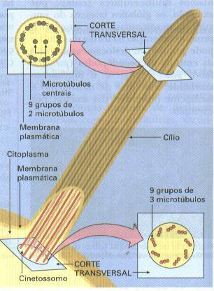 Os Cílios e Flagelos são Centríolos modificados e muito alongados. A parte basal, que lhes dá origem, é chamada de Cinetossomo ou Corpúsculo Basal e tem a mesma estrutura do Centríolo.