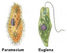 Os Cílios e os Flagelos ocorrem em células de muitos Protistas, como é o caso dos Ciliados (Paramecium) e dos Flagelados (Euglena).