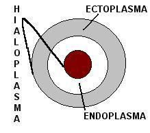 HIALOPLASMA O Hialoplasma (ou Citosol) é constituído basicamente de água e proteínas.