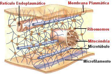 CITOESQUELETO Relacionado com a forma e a motilidade celular, o Citoesqueleto é formado por dois elementos: MICROTÚBULOS São delgados cilindros com 25 nm de diâmetro, constituído de Tubulina, uma