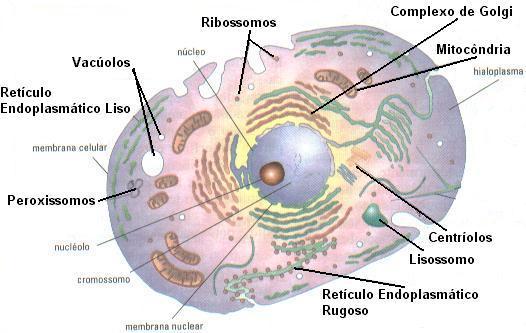 ORGANÓIDES ou ORGÂNULOS CELULARES São estruturas citoplasmáticas especializadas na realização de determinadas