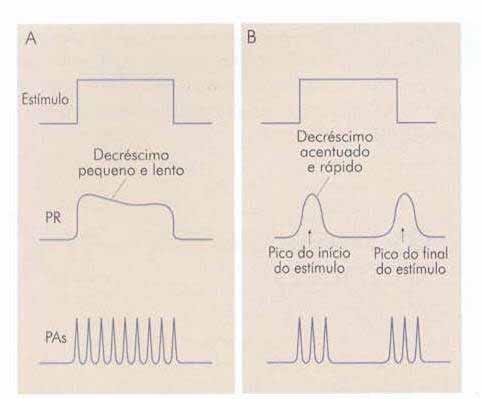 RECEPTORES DE ADAPTAÇÃO LENTA (TÔNICOS) E DE ADAPTAÇÃO RÁPIDA (FÁSICOS) Em resposta a estímulo o potencial receptor atinge uma certa amplitude e logo decresce. Essa adaptação pode ser lenta ou rápida.