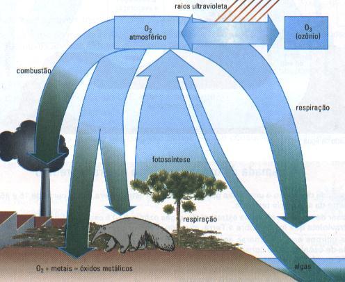 CICLO BIOGEO-