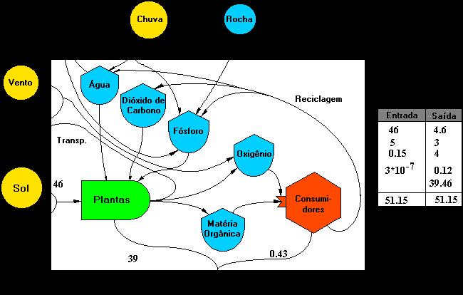 Diagrama de produção fotossintética e do consumo orgânico