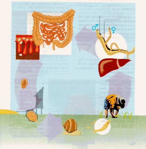 CICLO DO Schistosoma mansoni ventosas sulco ventral Intestino viscosidade do intestino Schistosoma