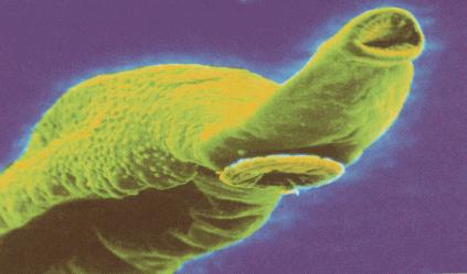 Platelmintos Eletromicrografia de varredura do Schistosoma mansoni, onde