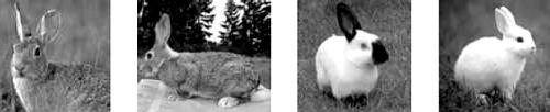 Alelos múltiplos 1. As imagens mostram alguns fenótipos em coelhos.