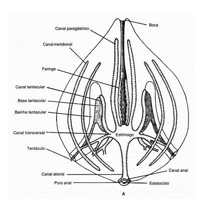 Filo Ctenophora Filo Ctenophora epiderme tentacular com células adesivas coloblastos Estatocisto é ligado ao órgão apical (cérebro rudimentar) função sensorial e de gravidade visão geral corte