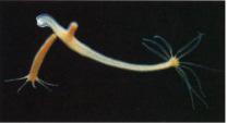 Acropora palmata Ordem Anêmonas Actinaria endoderme ectoderme O que vimos: - Diploblásticos: duas camadas germinativas (ecto