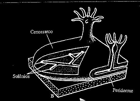 COLÔNIAS CENOSSARCO O estolão forma um tecido contínuo, denominado tapetum estolinal, ou cenossarco (carne comum), que une os zoóides e prende a