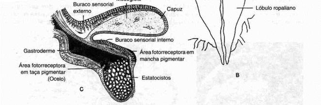 Classe Scyphozoa Aurelia sp.