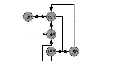 Conectividade Cortical (esquema geral) Camada Tipos principais de células Aferências principais Eferências principais I Não piramidais e GABAérgicas Dendritos apicais de células piramidais Camadas