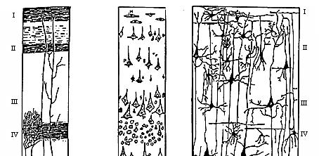 Córtex alguns fatos: Organização laminar: camadas diferem em