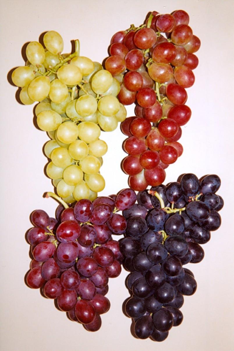 Produção de uvas de mesa em