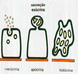 TIPOS DE EPITÉLIO - GLANDULAR CLASSIFICAÇÃO: Quanto ao modo de eliminação e secreção: - Merócrinas: Secreção é liberada por meio de exocitose, mantendo o citoplasma intacto, sem perda