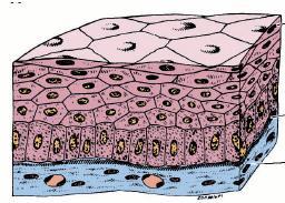TIPOS DE EPITÉLIO - REVESTIMENTO Epitélio Estratificado Pavimentoso: Células formam várias camadas Células profundas são