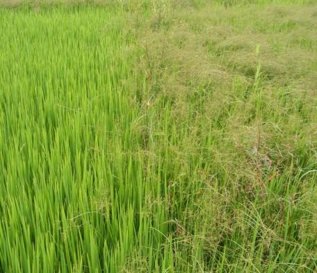 Manejo de plantas daninhas em arroz Fatores limitantes ao