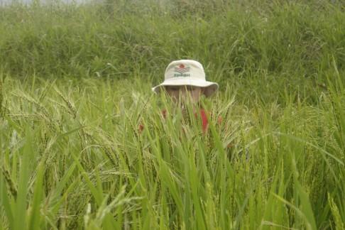 Arroz-vermelho: Prejuízos Produtores: Perdas na produtividade Acamamento da lavoura Redução qualidade e valor do arroz entregue na indústria Infestação das áreas (arroz-vermelho sobrevive no solo >
