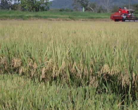 Alternativa atual para o controle do arroz-vermelho Sistema Clearfield - arroz Sem aplicação do herbicida Only Com aplicação do herbicida