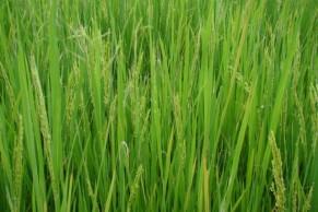 Uso do arroz LL Recomendações para manejo Seguir rigorosamente as recomendações técnicas de uso da tecnologia Eliminação das plantas de arroz-vermelho remanescentes Impedir que as plantas de