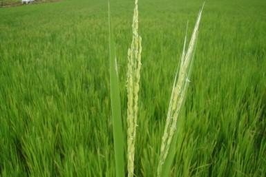 disponibilização para os agricultores de uma ferramenta importante para o controle do arroz-vermelho e outras plantas daninhas; Os adotantes da tecnologia arroz LL devem utilizar práticas de manejo