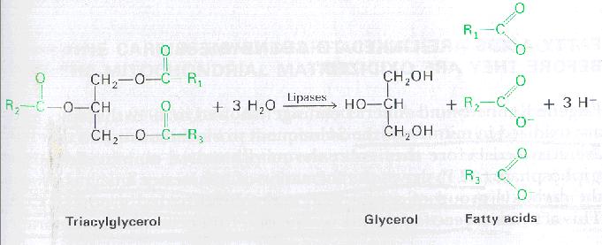 Figura 6. Representação da reação da enzima lípase. Tabela 11.