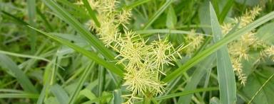 Cyperus rotundus