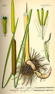 sementes e rizoma Typha