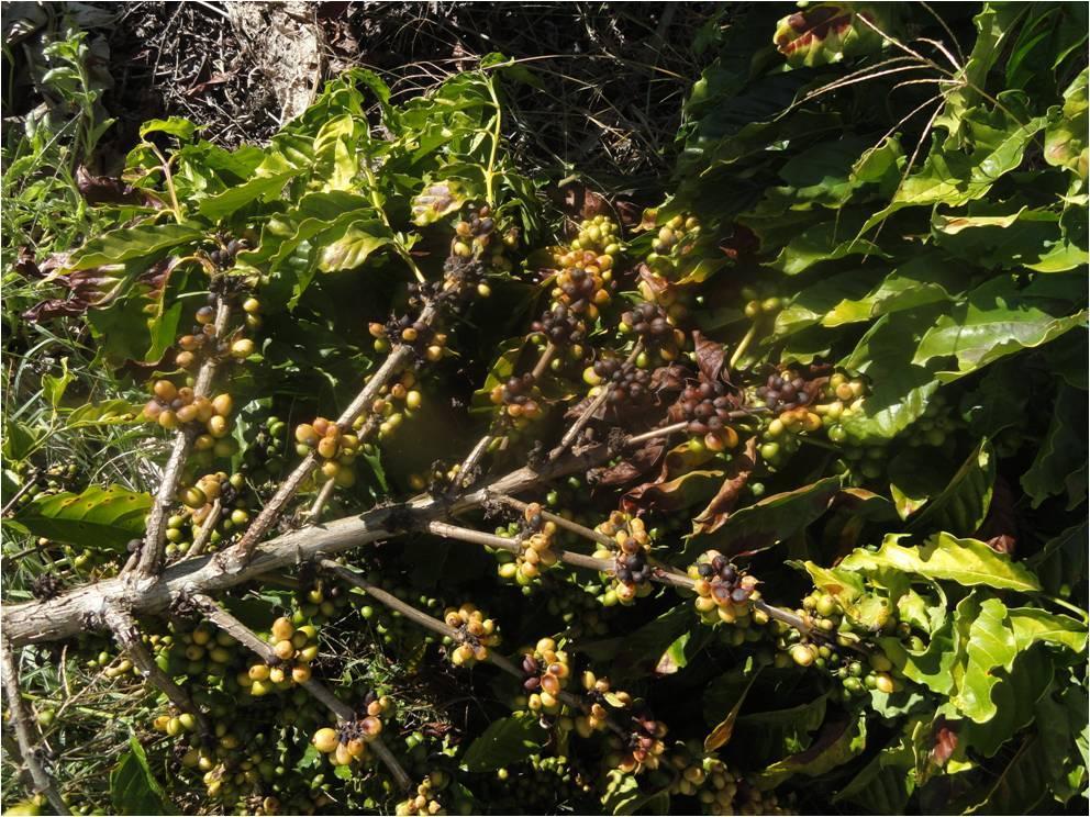 Os problemas se iniciaram pelas temperaturas baixas e ventos frios do sul, que ocorreram em agosto/setembro, que provocaram queda de folhas e de flores dos cafeeiros.