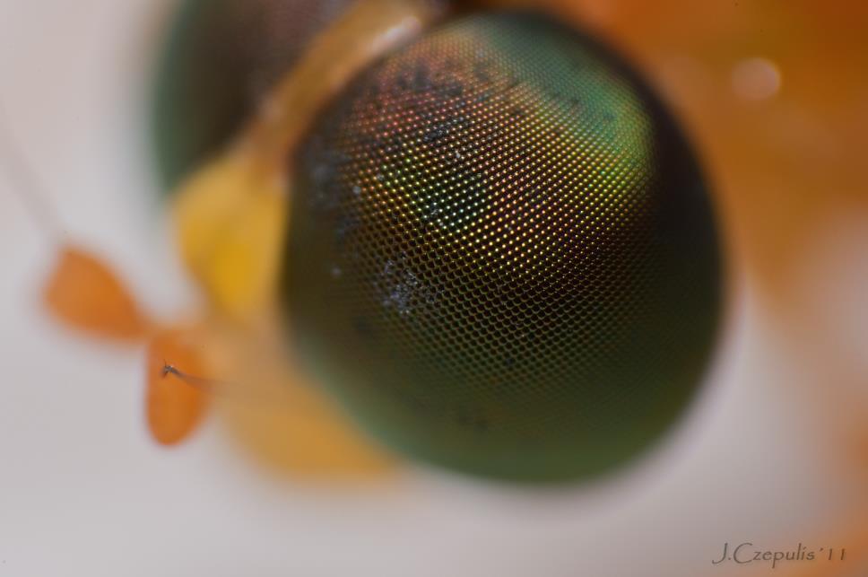 Olhos compostos 2 tipos: São em número de 2 Presentes em adultos e ninfas Compostos de omatídeos Formigas tem menos omatídeos pois permanecem maior