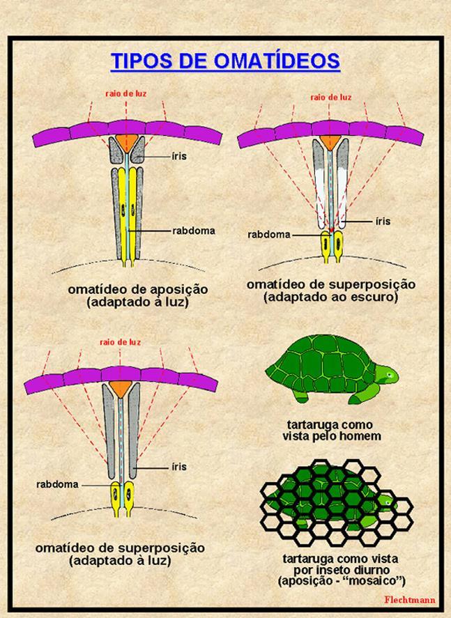 Omatídeos A luz entra pela córnea e o cone cristalina direciona o raio para a retícula que a transforma em impulso químico