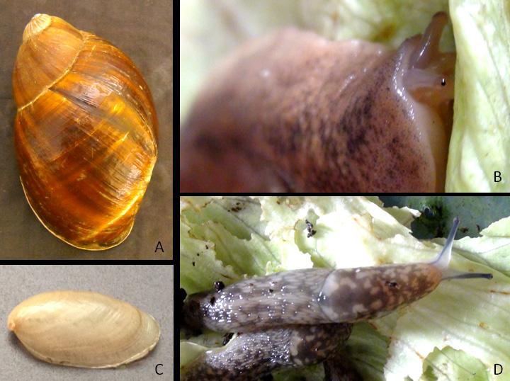 Os gastrópodes, grupo de moluscos que inclui os caramujos, caracóis, lesmas e lapas, podem incluir representantes com conchas espirais muito complexas, representantes sem conchas ou com conchas