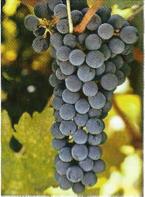 MT I Prof. Gustavo dolfo Soares Na figura abaixo, vemos um cacho de uvas, que pode ser considerado um conjunto de uvas. Sob essa consideração, cada elemento de é uma uva.