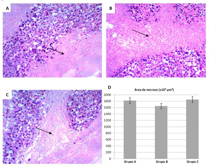 FIGURA 2. Análises histopatológicas do coxim plantar inoculado com células do Tumor Experimental de Ehrlich.