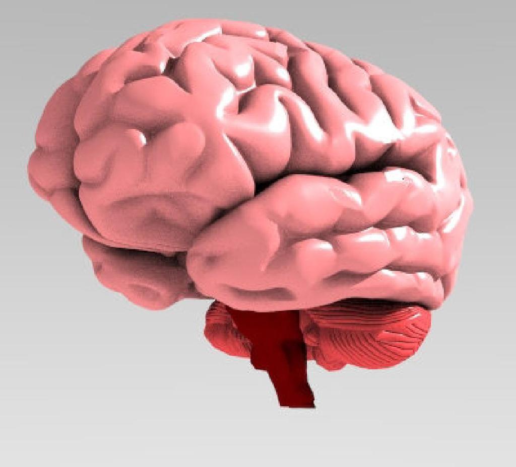 a) Encéfalo Possui cerca de 1,4 kg nos adultos Está localizado na caixa craniana Dividido